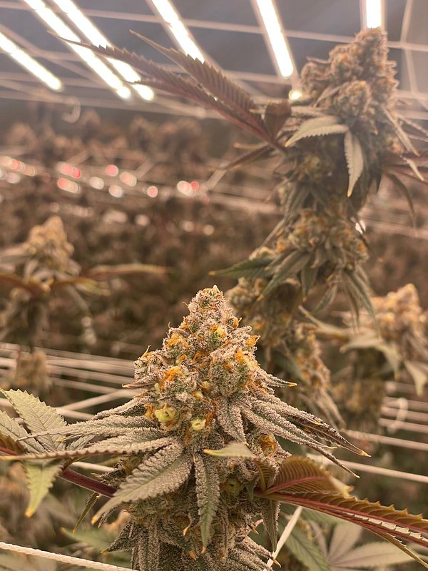 Rows of plants under lights with a cola in front