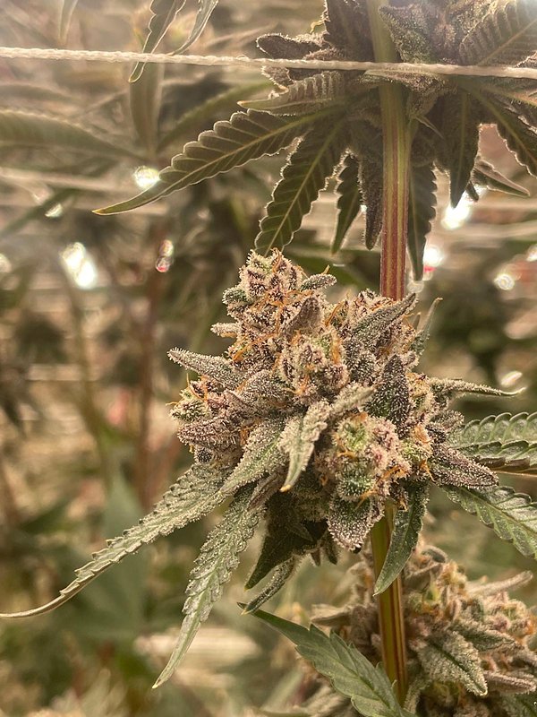 Cola on the trellis in the Kushers grow room