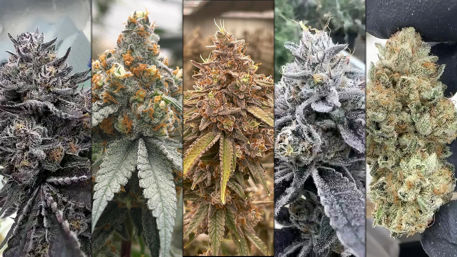 Five Kushers strains side by side: Ice Cream Cake, Van Helsing OG, Peanut Butter Gelato, Lemon Cherry Gelato, Banana OG